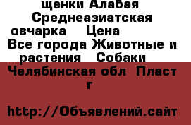 щенки Алабая (Среднеазиатская овчарка) › Цена ­ 15 000 - Все города Животные и растения » Собаки   . Челябинская обл.,Пласт г.